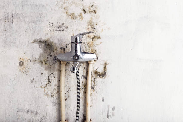 Best Same-Day Mold Removal  in San Diego, CA