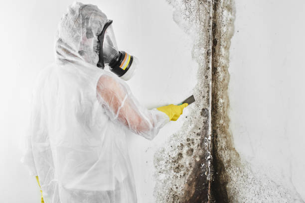 Best Commercial Mold Removal  in San Diego, CA