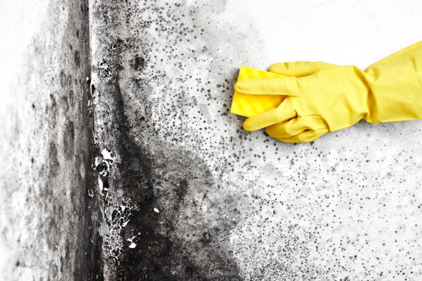 Best Mold Testing  in San Diego, CA