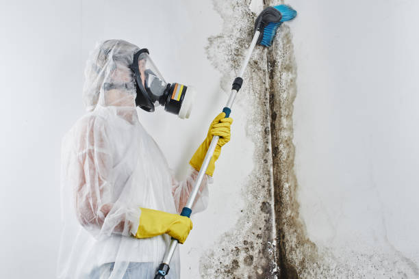 Best Crawl Space Mold Removal  in San Diego, CA