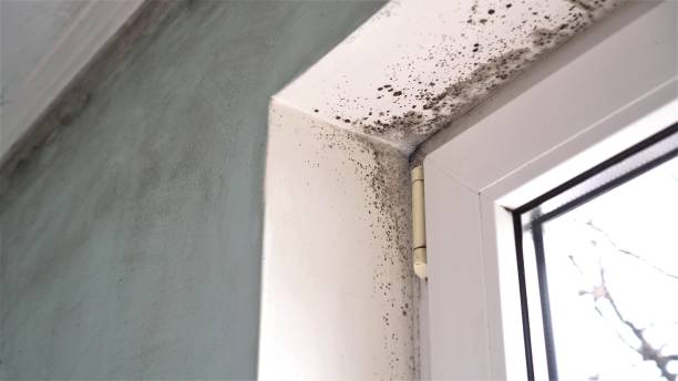 Best Toxic Mold Removal  in San Diego, CA