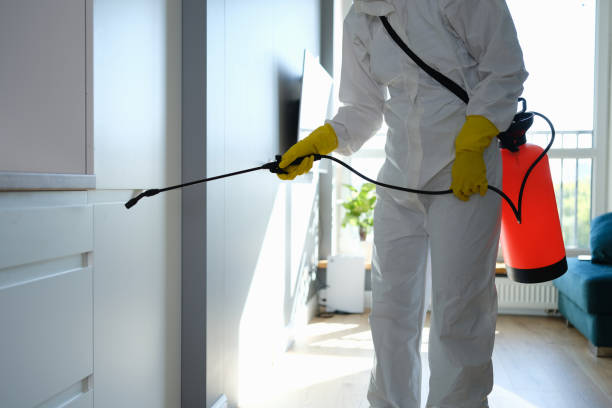 Best Mold Remediation Experts  in San Diego, CA