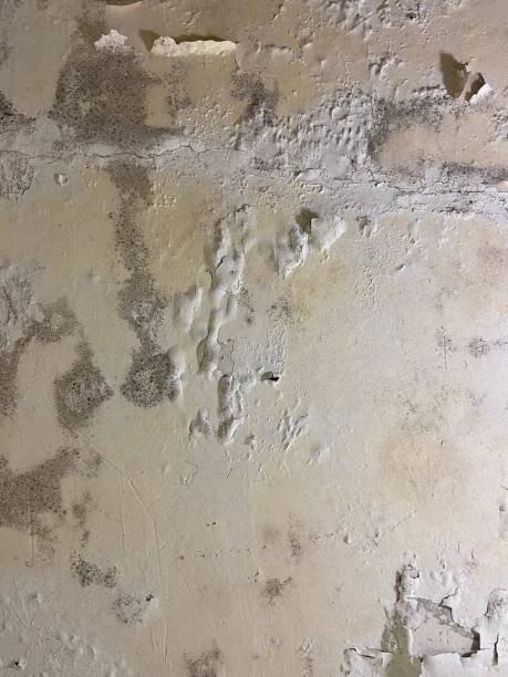 Best Mold Testing  in San Diego, CA