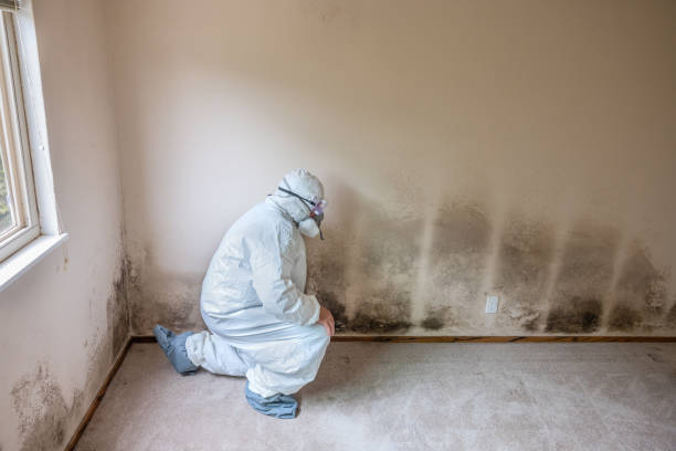 San Diego, CA Mold Removal Company