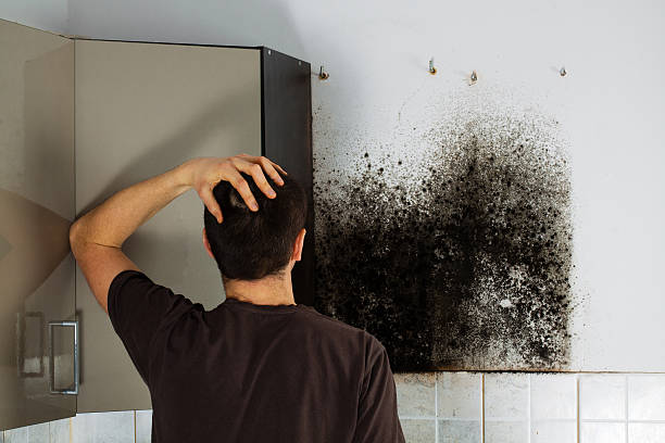 Best Mold Cleaning Services  in San Diego, CA