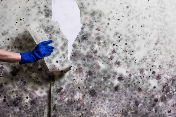 Best Commercial Mold Removal  in San Diego, CA