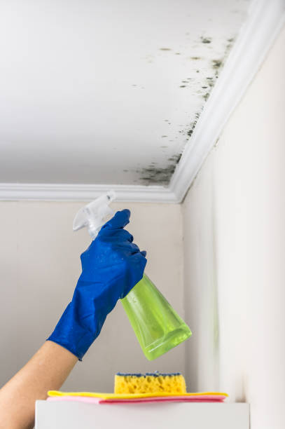 San Diego, CA Mold Removal Company