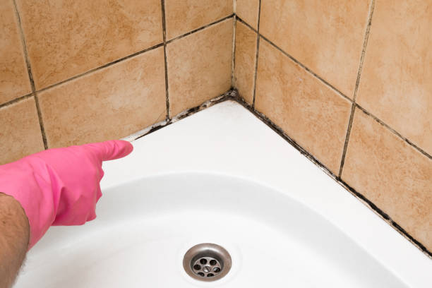 Attic Mold Removal in San Diego, CA