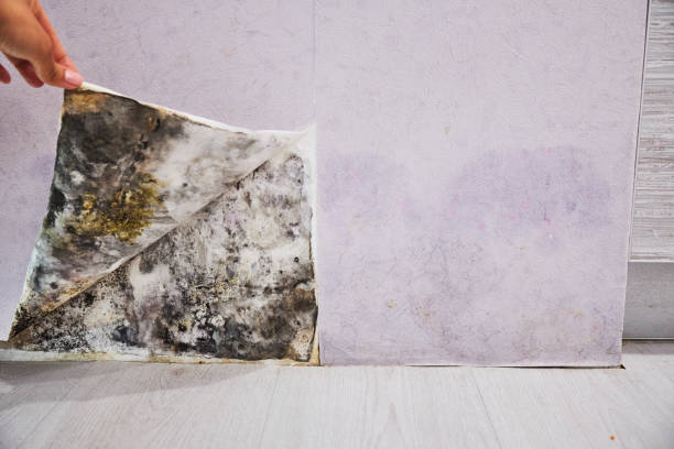 Best Office Mold Removal Services  in San Diego, CA